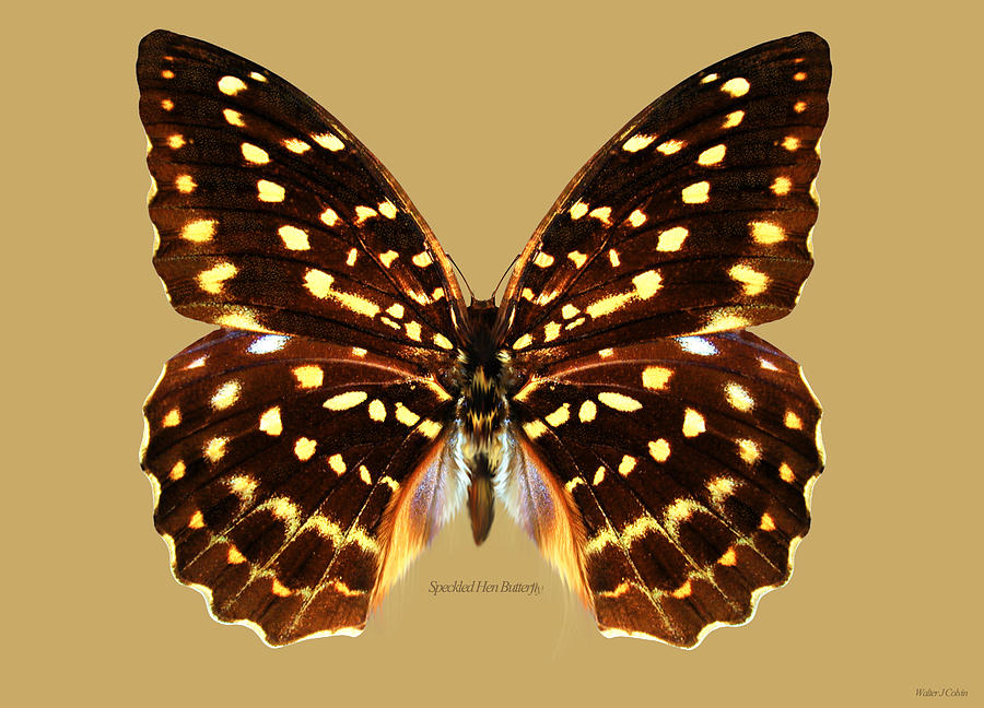Speckled Hen Butterfly Digital Art by Walter Colvin
