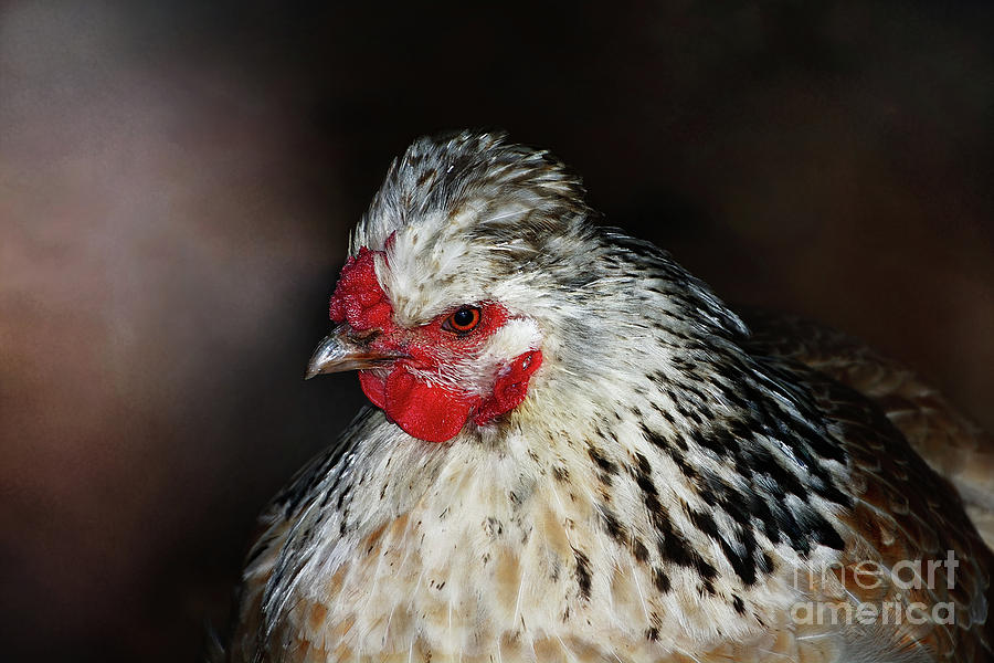 Chicken Photograph - Speckled Hen by Kaye Menner by Kaye Menner