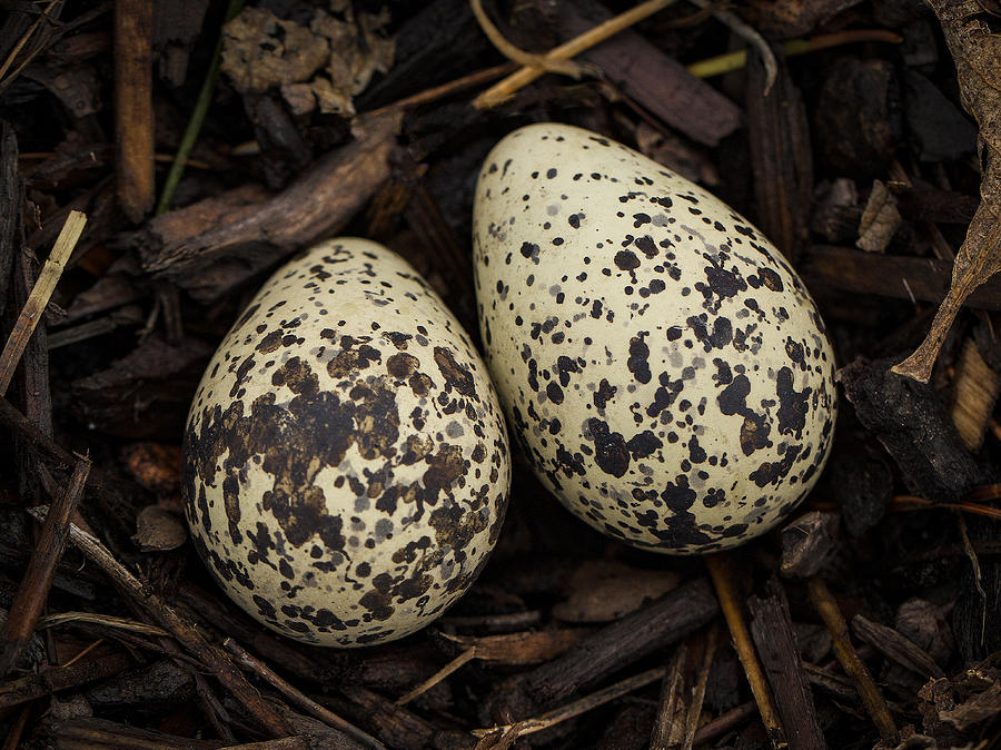 Speckled Killdeer Eggs by Jean Noren Photograph by Jean Noren