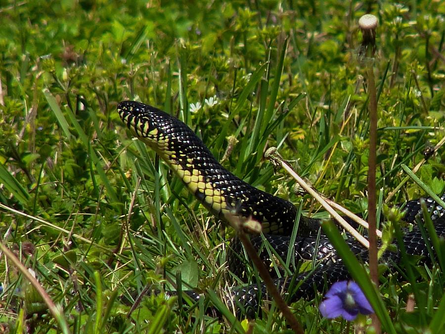 Snake Photograph - Speckled King Snake by Carl Moore