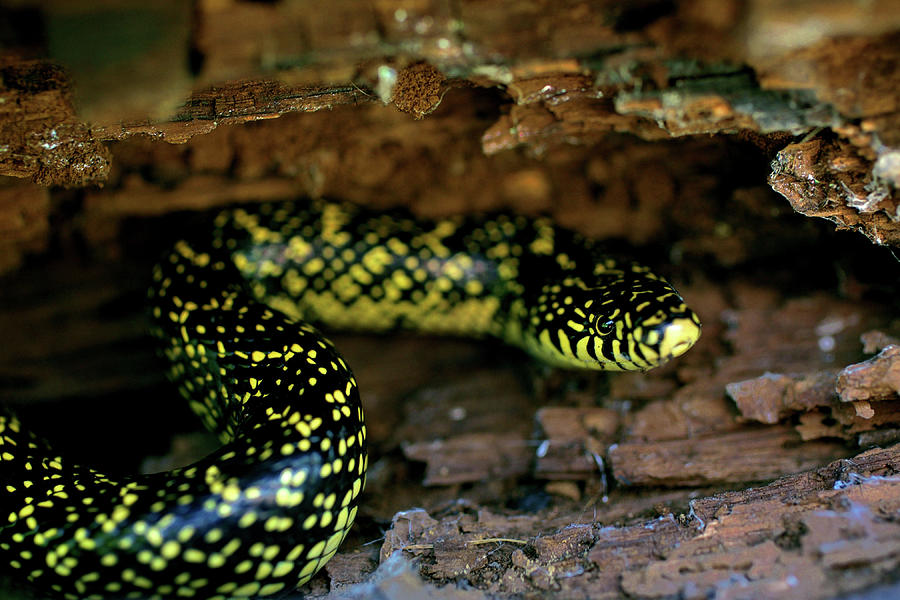 Animal Photograph - Speckled Kingsnake by JC Findley