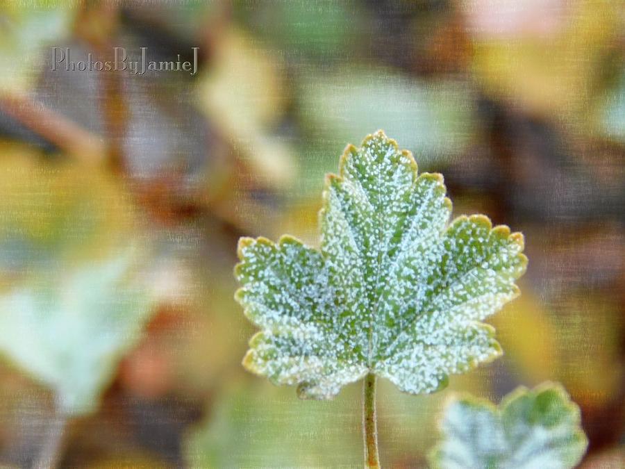 Currant Leaf Photograph by Jamie Johnson