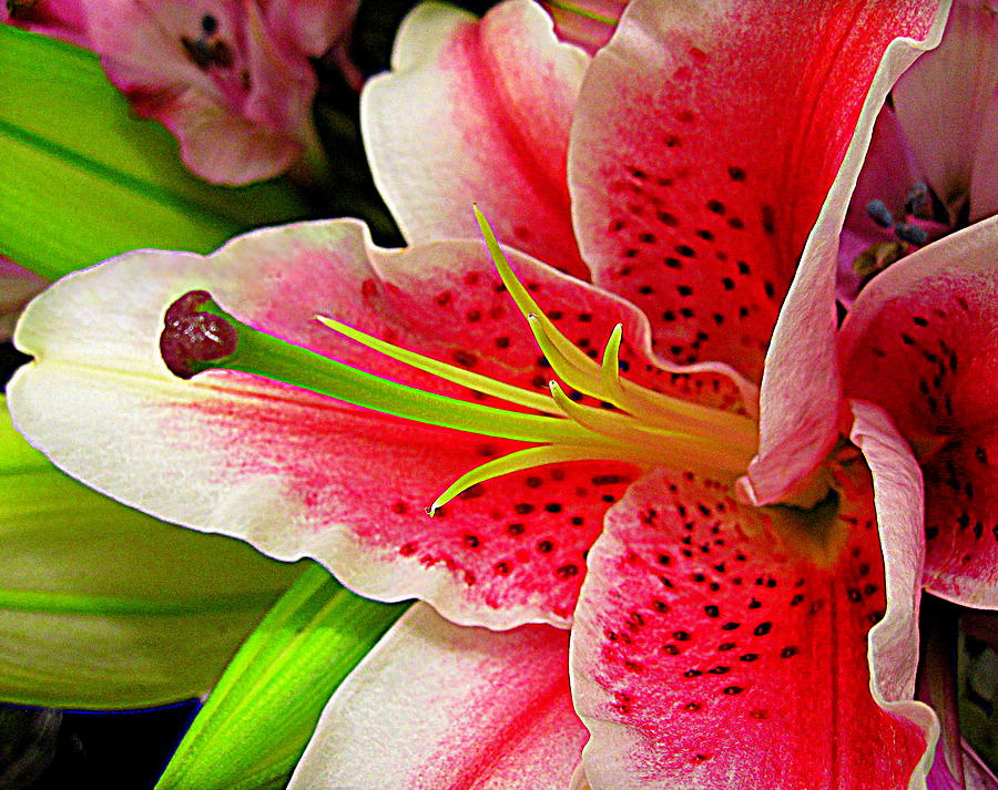 Flower Digital Art - Speckled Lily by Bonita Brandt