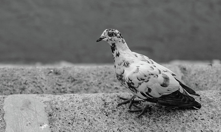 Speckled pigeon Photograph by Jocelyn Kahawai