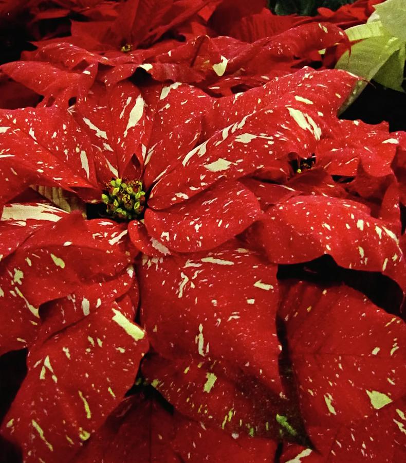 Speckled Poinsettia Photograph by Jennifer Wheatley Wolf