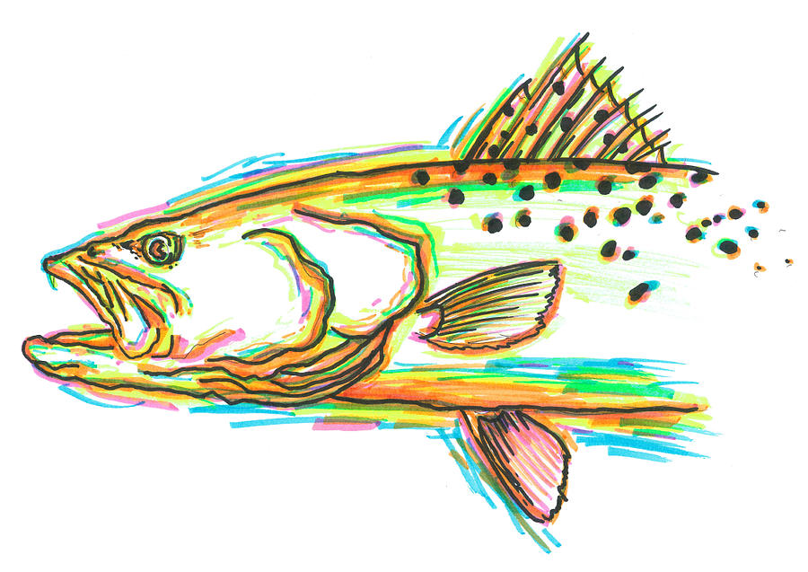 Speckled Sea Trout Drawing by David Danforth