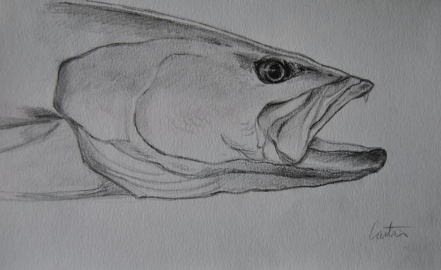 Speckled Trout Study Drawing by Calvin Carter Fine Art America