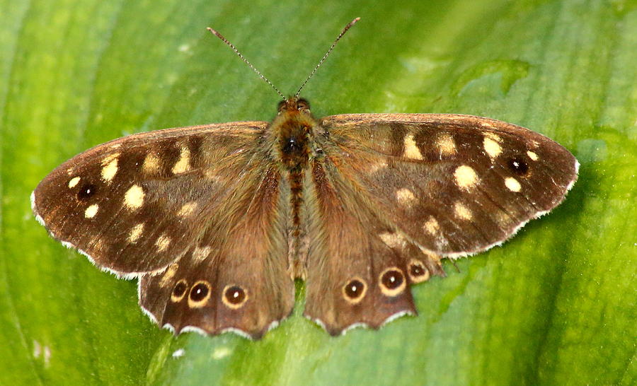 Butterfly Speckled Wood  Photograph by Jeff Townsend