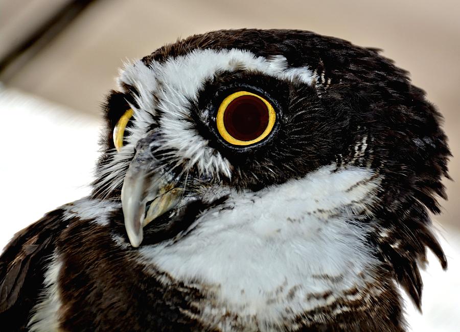 Spectacle Owl Photograph by Amy McDaniel