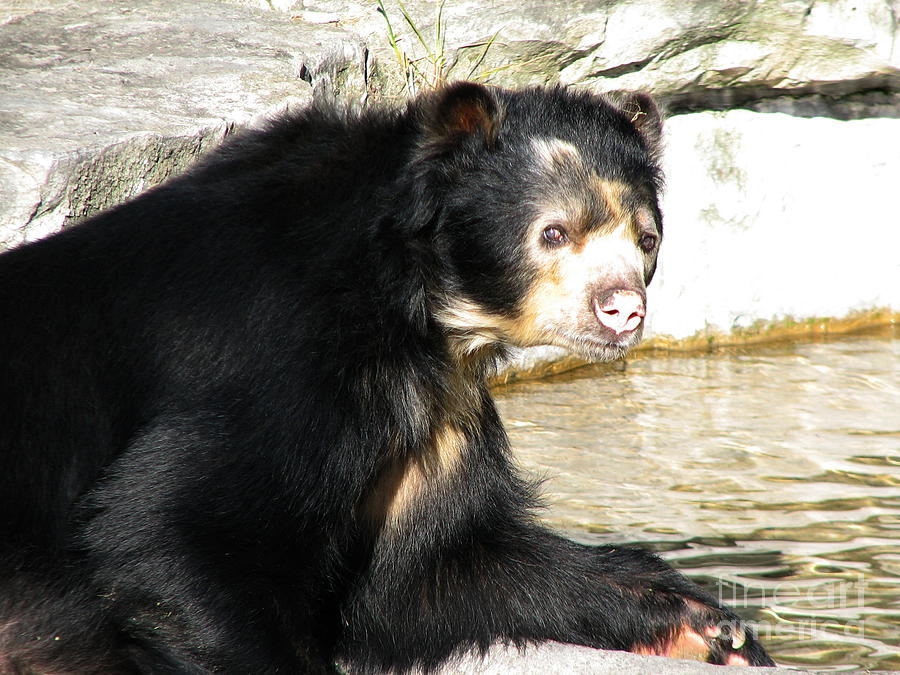 Spectacled Bear Portrait Photograph by Rose Santuci-Sofranko