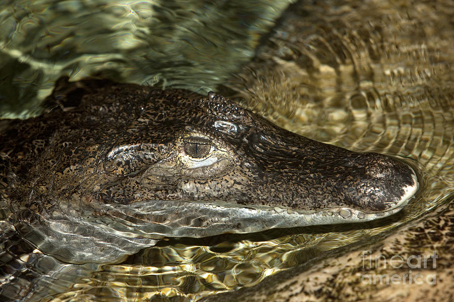 Spectacled Caiman Caiman Crocodilus Photograph by Gerard Lacz