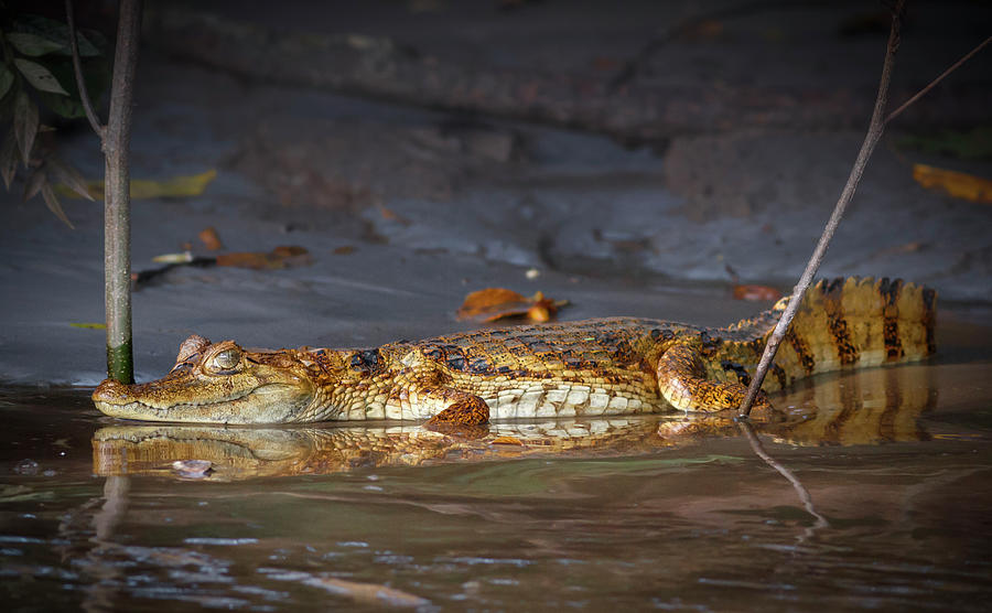 Spectacled Caiman La Macarena Colombia Photograph by Adam Rainoff
