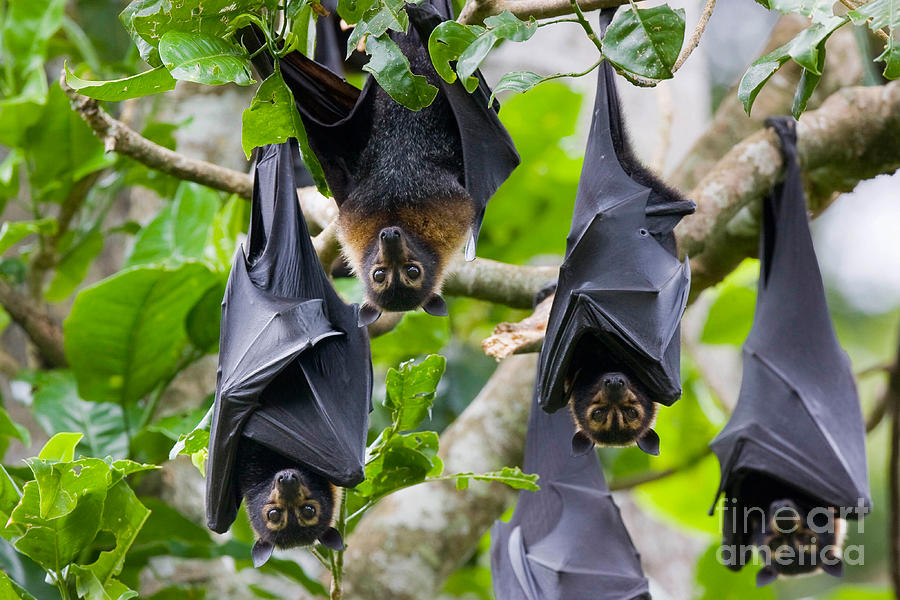 Spectacled Flying Foxes Photograph by B. G. Thomson
