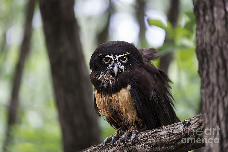Spectacled Owl Photograph by Andrea Silies