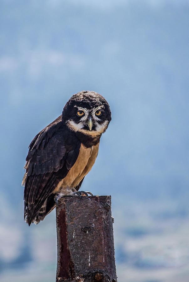 Spectacled Owl Photograph