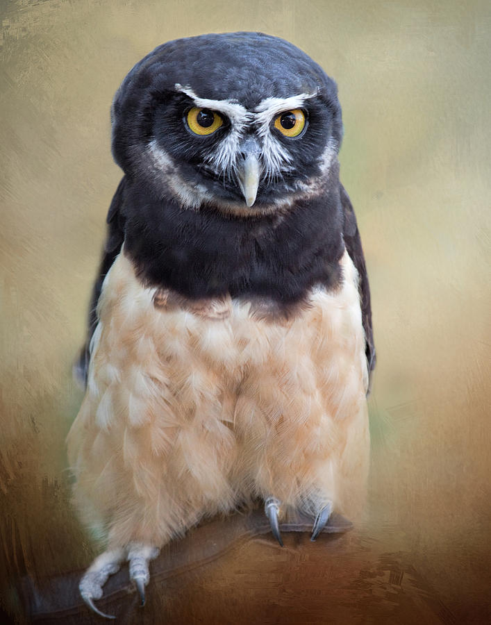 Spectacled Owl Photograph by David and Carol Kelly