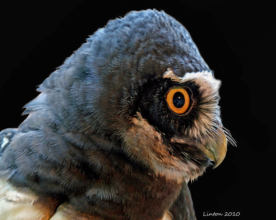 Spectacled Owl Photograph by Larry Linton