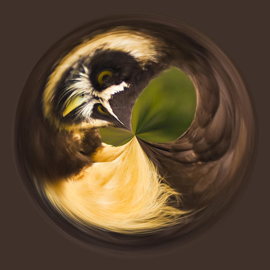 Spectacled Owl orb Photograph by Bill Barber