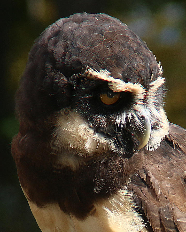 Spectacled Owl Portrait 1 Photograph by William Selander