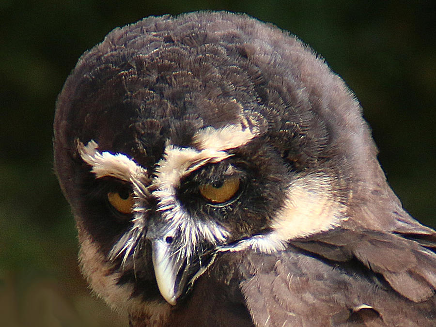 Spectacled Owl Portrait 2 Photograph by William Selander