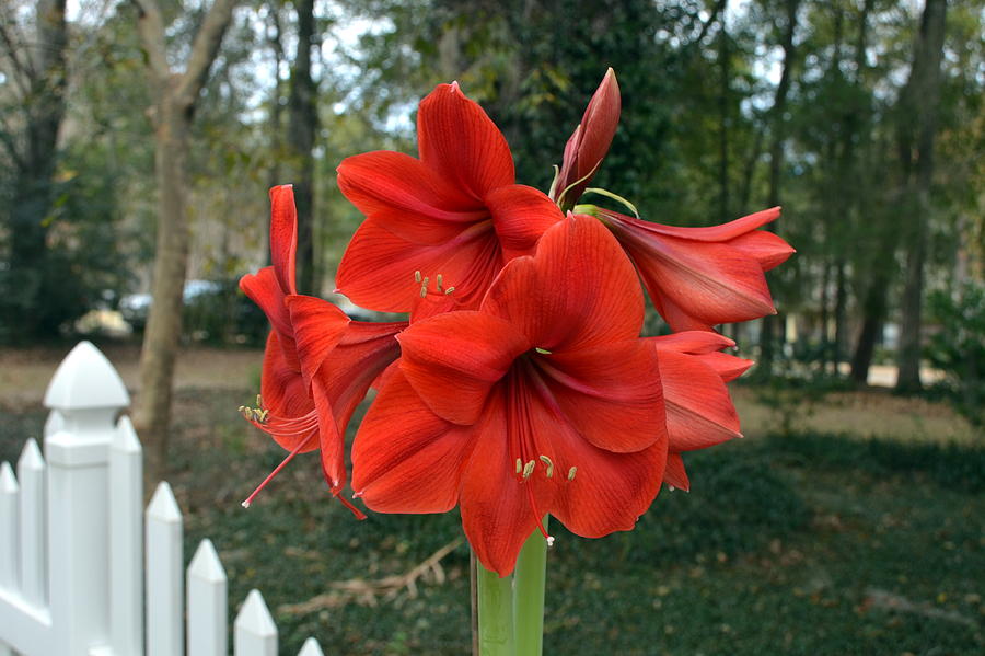 Flower Photograph - Spectacular Amaryllis Blooms by Carla Parris