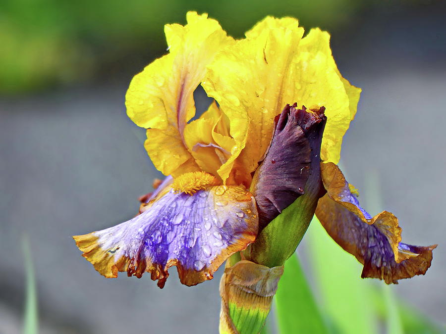 Spectacular  Bearded Iris Photograph by Lyuba Filatova