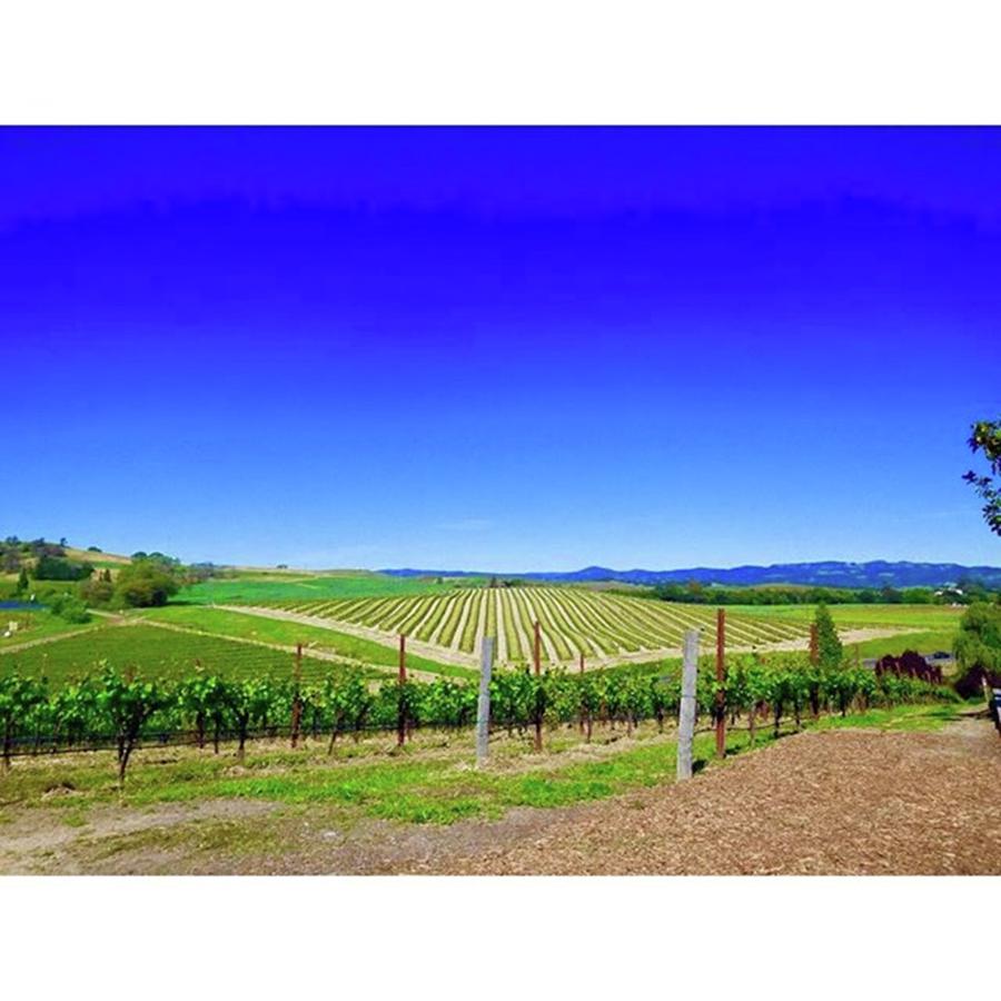 Spectacular Day In The Wine Country Photograph by Ruben J Rocha