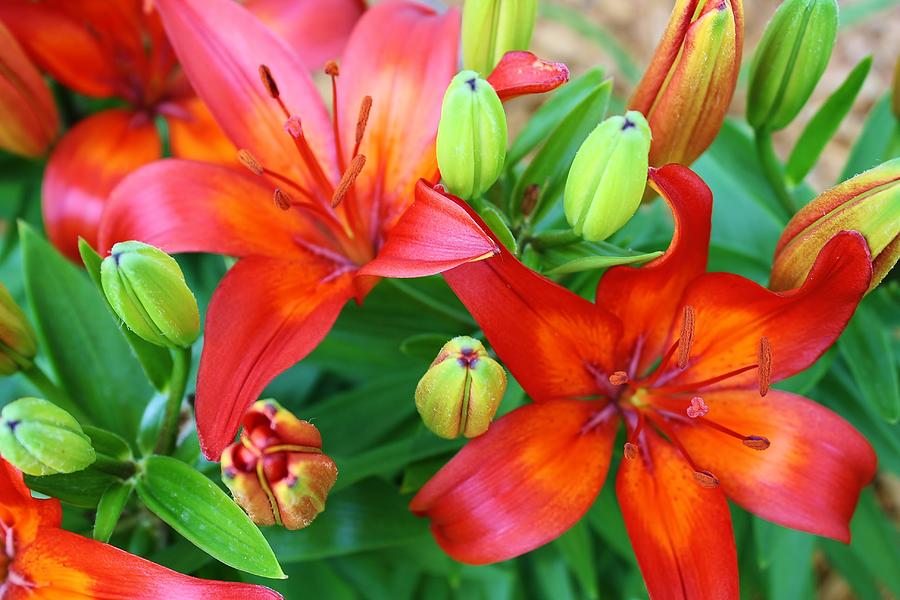 Spectacular Day Lilies Photograph by Bruce Bley