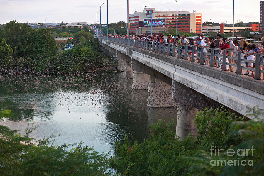 Spectacular famous urban colony of Mexican free-tailed bats fly out of the Congress Avenue Bridge Photograph by Dan Herron