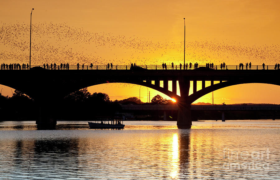 Spectators crowd the Congress Avenue Bridge as Austins Bats Swarm out for their nightly feeding Photograph by Dan Herron