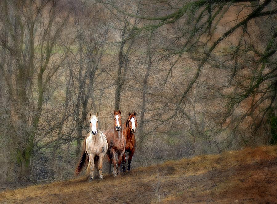 Speculating On A Sunday Photograph by Toni Abdnour Fine Art America