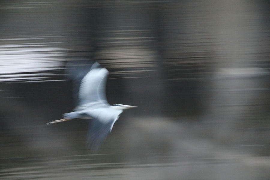 Speed of bird Photograph by Hyuntae Kim