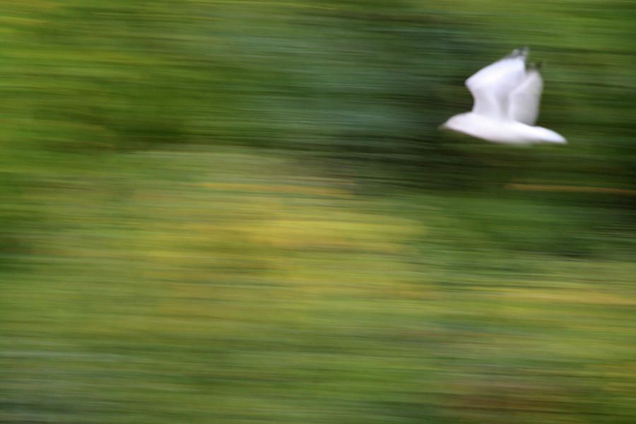 Speed In Flight Photograph by Karol Livote