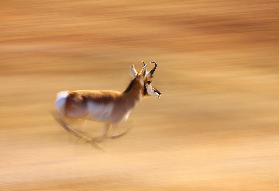 Nature Photograph - Speed by Kadek Susanto