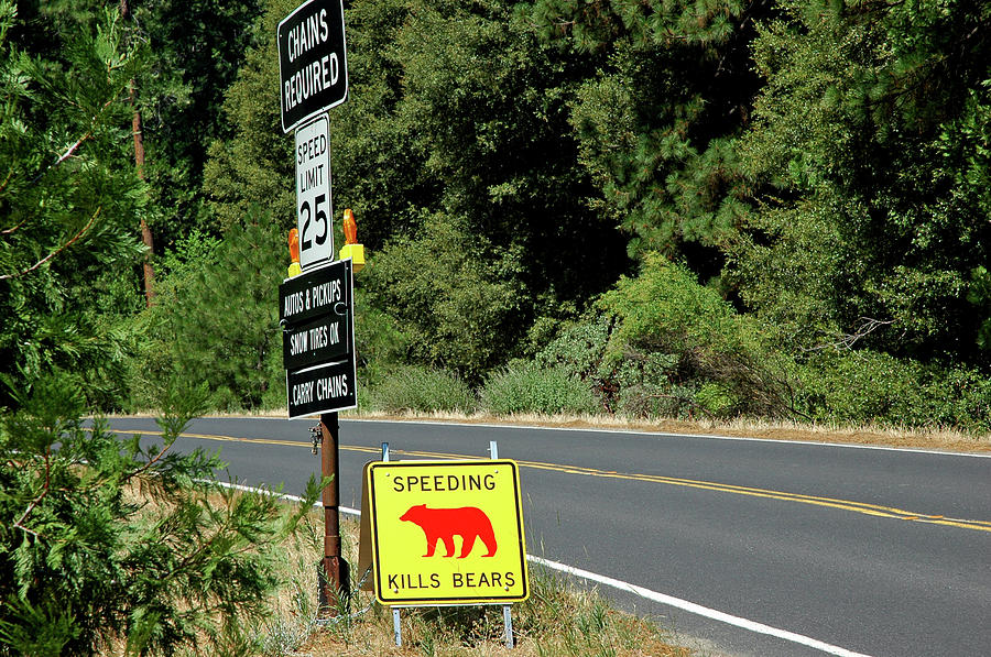 Yosemite National Park Photograph - Speeding Kills Bears by LeeAnn McLaneGoetz McLaneGoetzStudioLLCcom