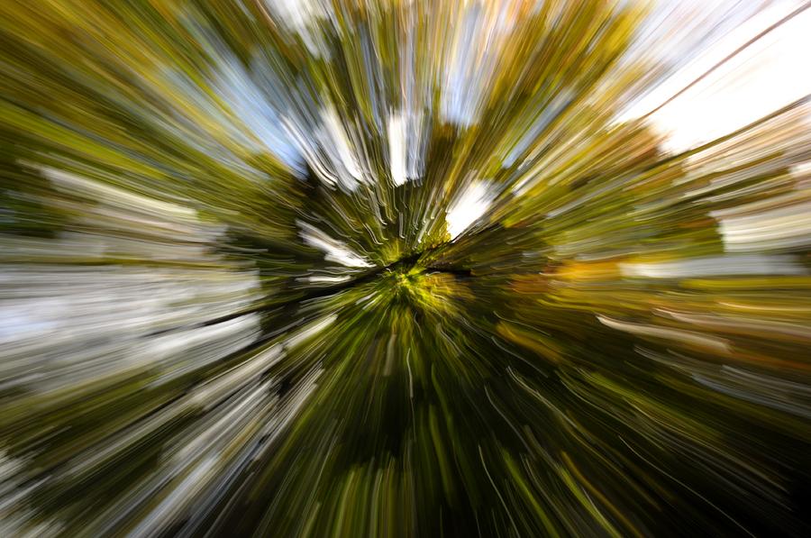 Speeding Maple Photograph by Noah Cole - Fine Art America