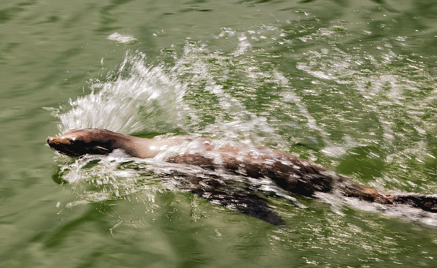Speeding sea lion Photograph by Ian Watts
