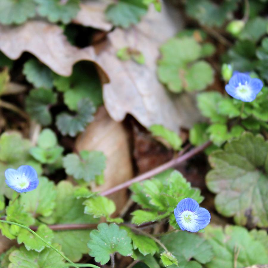 Speedwell Spring Among Fallen Leaves Photograph by M E