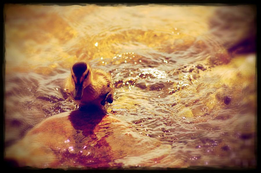 Duck Photograph - Speedy Duckling by Shelley Smith