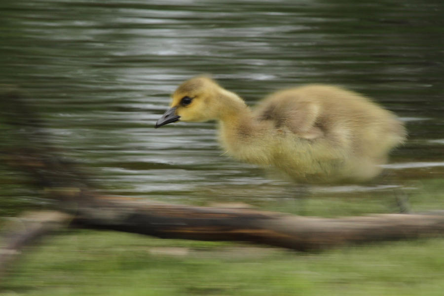 Geese Photograph - Speedy by Karol Livote