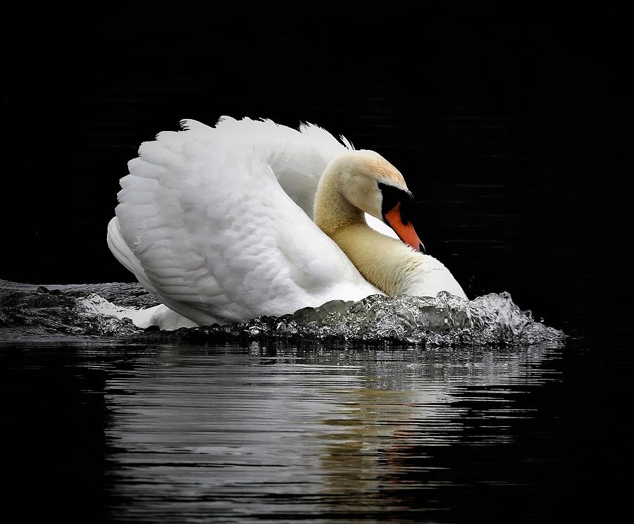 Swan Photograph - Speedy Swan  by Kayleigh Carroll