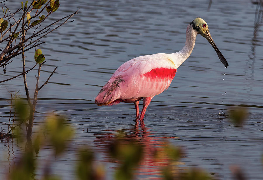 Spoonbill Fishing Photograph by Norman Peay