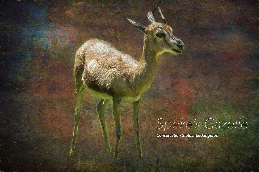 Spekes Gazelle  Photograph by Belinda Greb