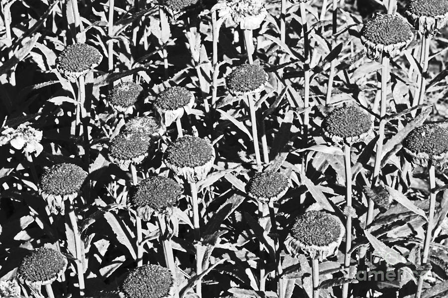spent Daisies Black and White Photograph by David Frederick