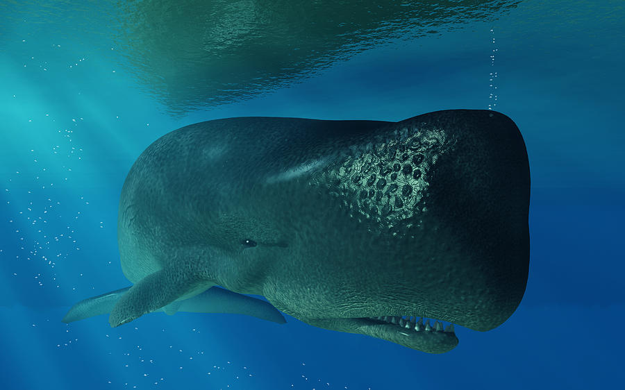 Whale Digital Art - Sperm Whale by Daniel Eskridge