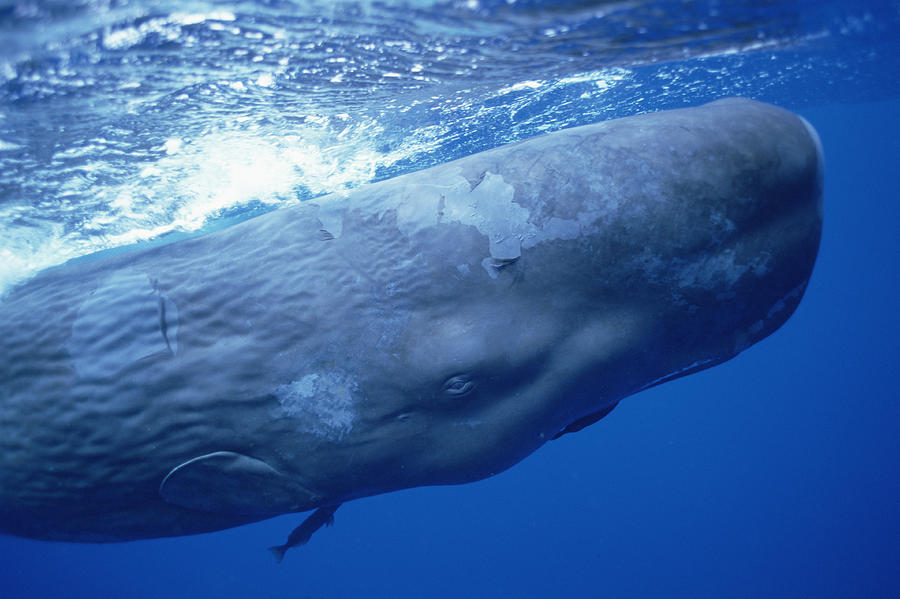 Sperm Whale Underwater Portrait Photograph by Flip Nicklin