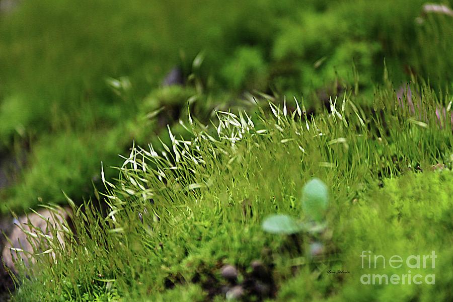 Sphagnum moss Photograph by Yumi Johnson