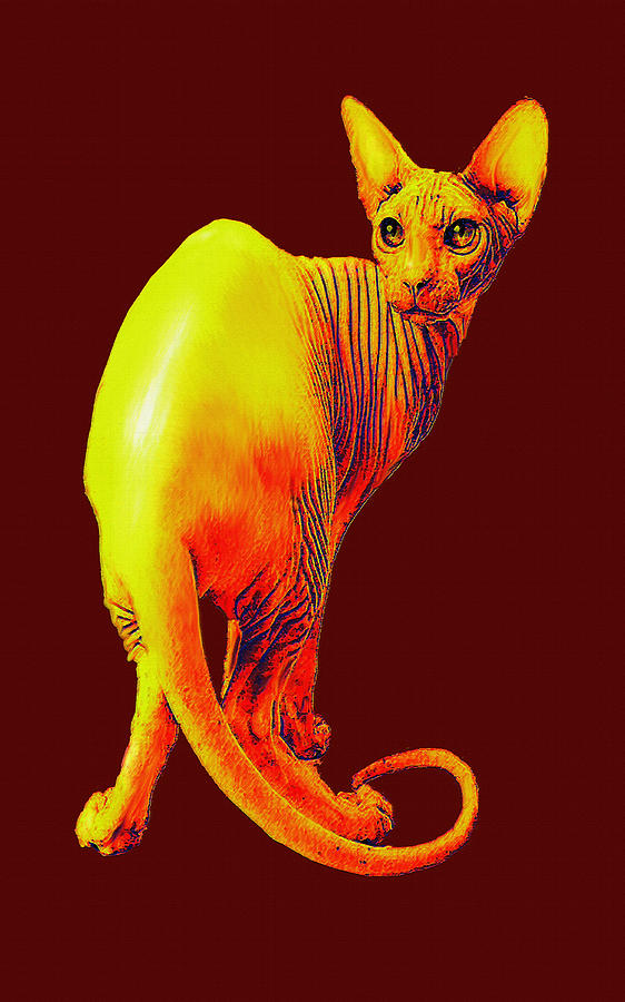 Sphynx Cat Digital Art by Jane Schnetlage