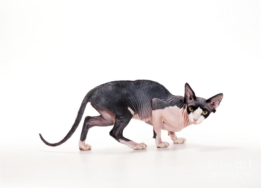 Sphynx Cat Photograph by John Daniels