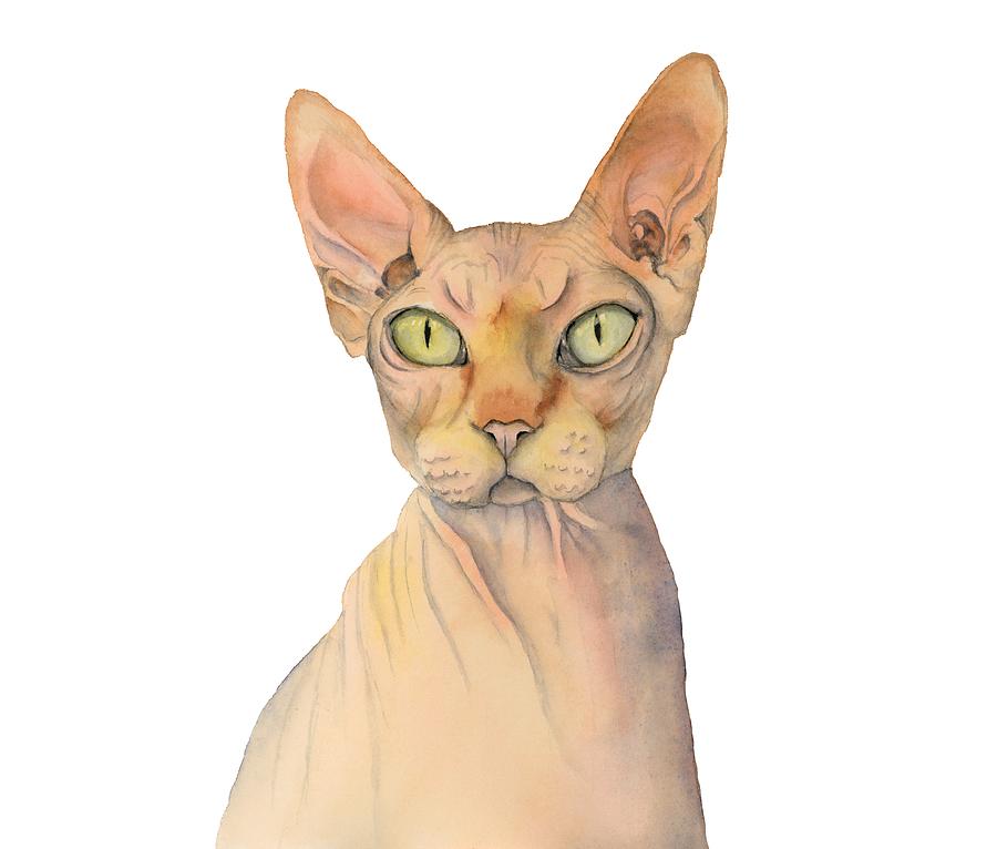 Sphynx Cat Watercolor Portrait Painting by Chiho Watanabe